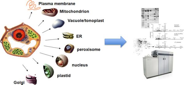 Subcellular Proteomics